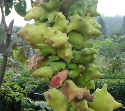 Wufeng Chinese Gallnut