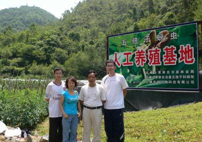 Professor Ren Zhumei (second from left) of Shanxi University conducting research on Chinese gallnut trees