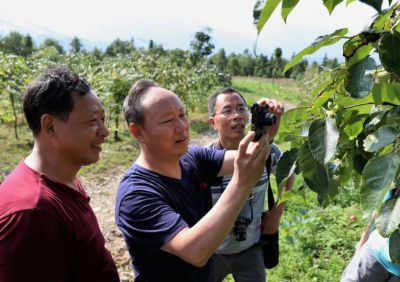 Dr. Chen Xiaoming (middle) of Research Institute of Resources Insects, Chinese Academy of Forestry inspecting the base